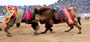 Camel Wrestling Festival Camel Wrestling Festival